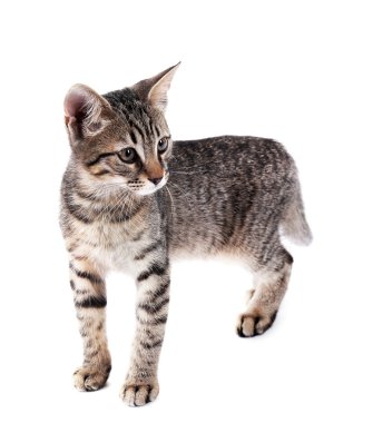 Beyaz tenli şirin kedi yavrusu.