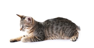 Beyaz tenli şirin kedi yavrusu.