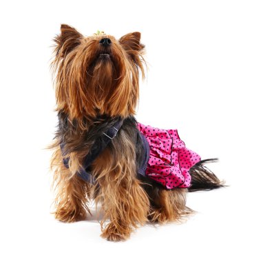 Şirin Yorkshire Teriyer köpeği
