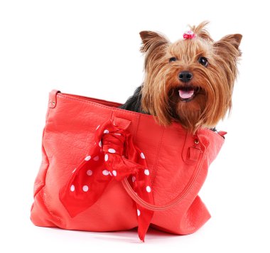 Sevimli Yorkshire terrier köpek üzerinde beyaz izole kırmızı çanta içinde