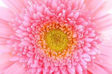 Güzel parlak gerbera, portre