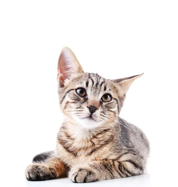 Cute kitten isolated on white — Stock Photo, Image