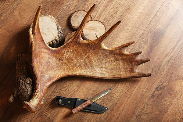 Moose antler with hunting knives