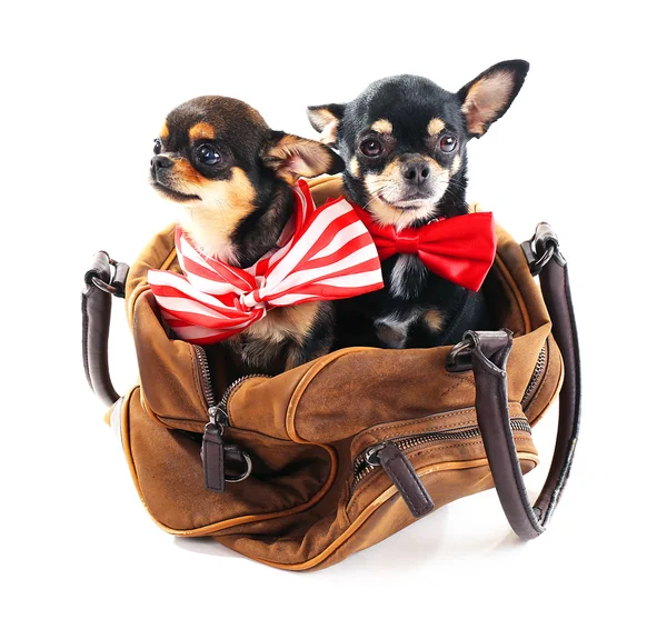 Cute chihuahua puppies in brown bag isolated on white — Stock Photo, Image