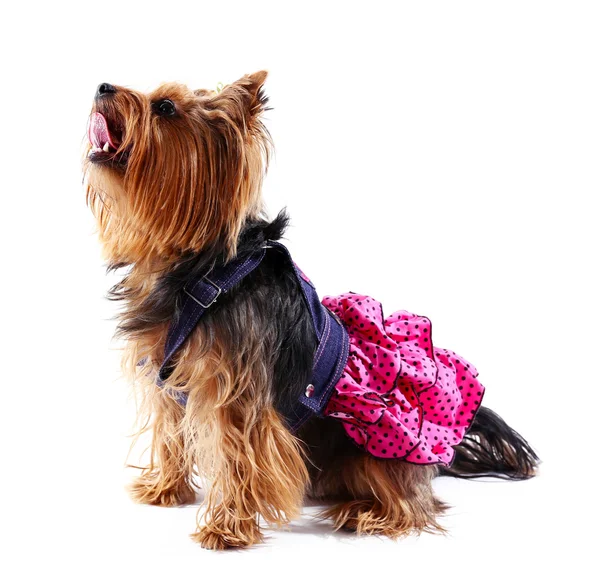 Lindo yorkshire terrier perro — Foto de Stock