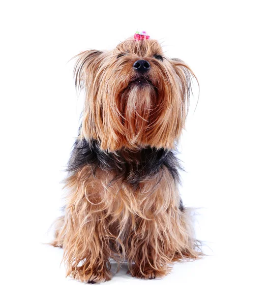 Bonito yorkshire terrier cão — Fotografia de Stock