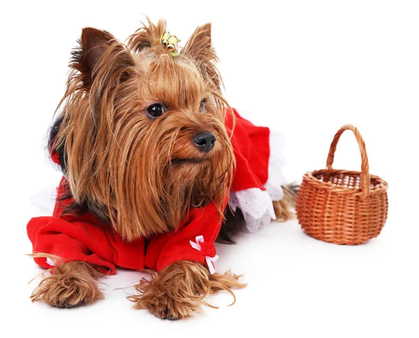 Cute Yorkshire terrier dog isolated on white — Stock Photo, Image