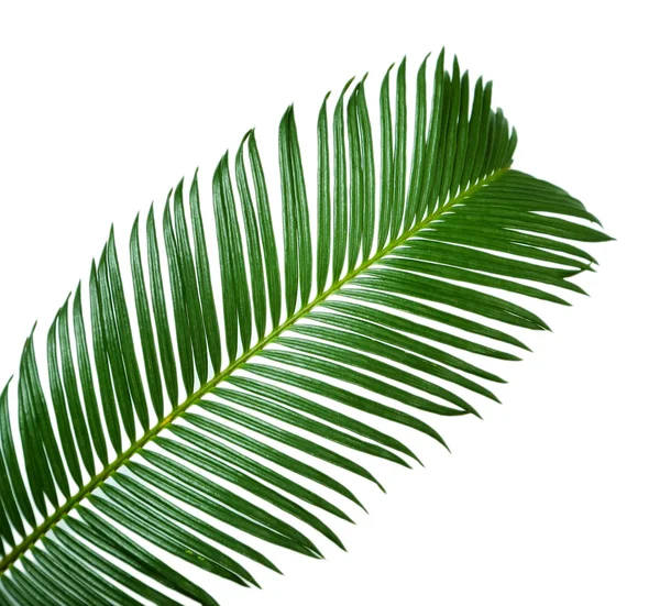 Green palm branch on light background — Stock Photo, Image