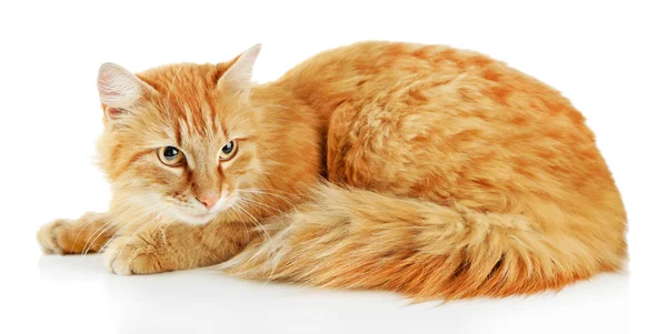 Gato rojo aislado sobre fondo blanco — Foto de Stock