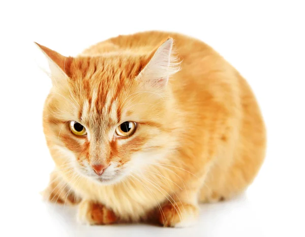 Rote Katze isoliert auf weißem Hintergrund — Stockfoto