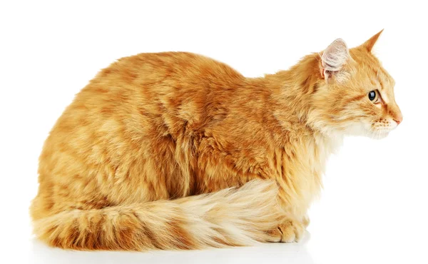 Kırmızı kedi beyaz arkaplanda izole edildi — Stok fotoğraf