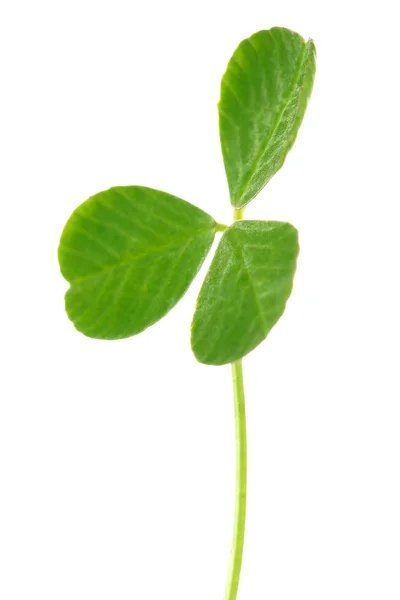 Green clover leaf, isolated on white — Stock Photo, Image