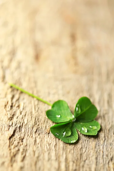 Foglia di trifoglio verde con gocce su fondo di legno — Foto Stock