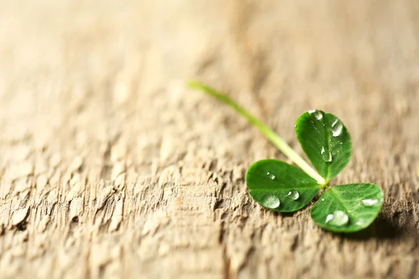 Green clover leaf with drops on wooden background — Stock Photo, Image