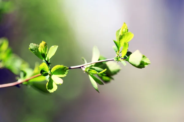 Čerstvý jarní listí na větvi, zblízka — Stock fotografie