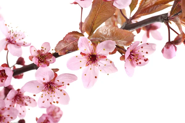 Flowering spring  branch — Stock Photo, Image