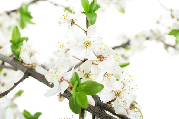 Flowering spring  branch — Stock Photo, Image