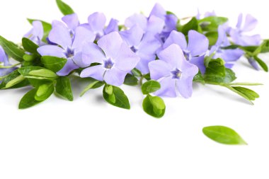 Beyaz izole mor Cezayir menekşesi