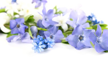 Beyaz izole mor Cezayir menekşesi