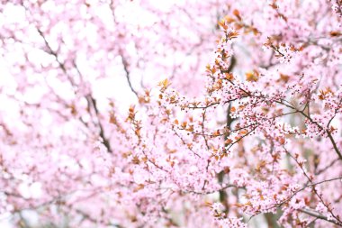 kiraz çiçekleri üzerinde bulanık doğa arka plan, yakın çekim