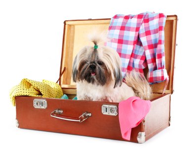 Şirin Shih Tzu beyaz izole giysileri ile bavul içinde