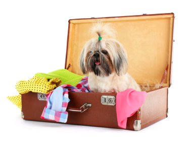 Şirin Shih Tzu beyaz izole giysileri ile bavul içinde
