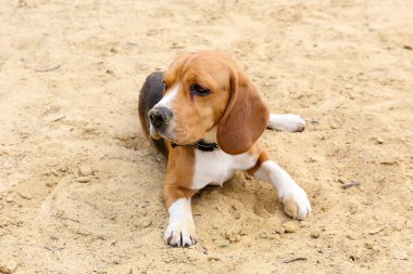 Kum üzerinde komik şirin köpek