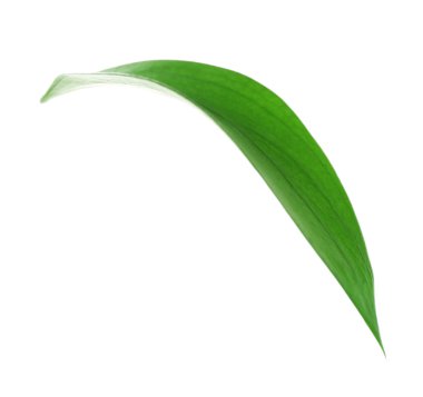 yeşil yaprak beyaz üzerinde izole