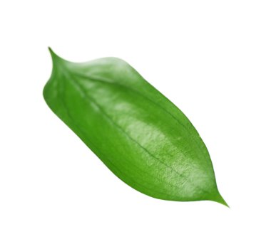 yeşil yaprak beyaz üzerinde izole