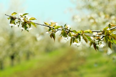 çiçek açan kiraz Bahçe