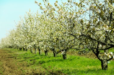 çiçek açan kiraz Bahçe