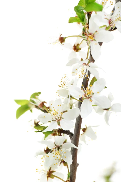 Blühender Frühlingszweig — Stockfoto