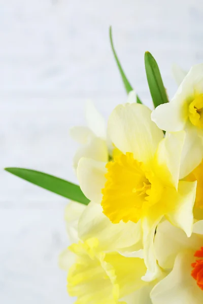 Verse narcissus bloemen, close-up — Stockfoto