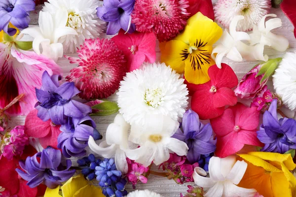 Primo piano di fiori freschi colorati primaverili — Foto Stock