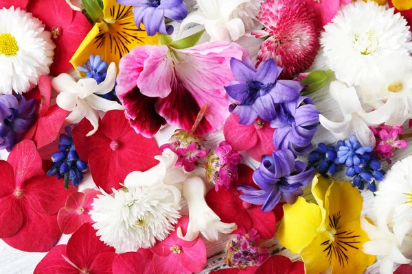 Närbild av färska färgglada vårblommor — Stockfoto