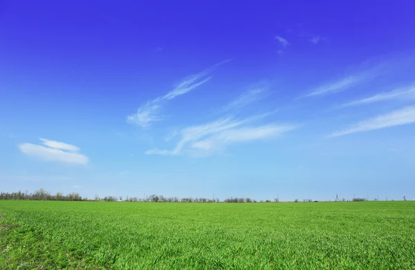 Green spring field — Stock Photo, Image