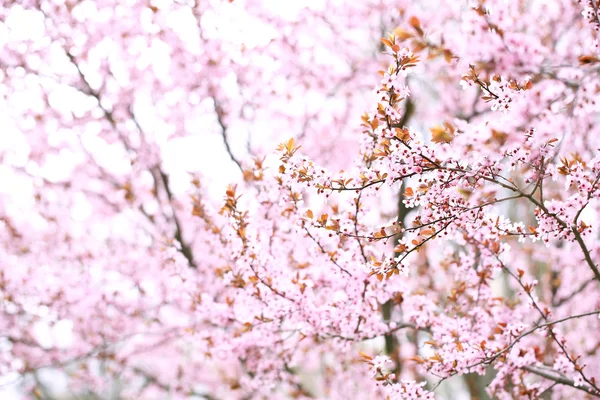 Flores de cerezo sobre el fondo borroso de la naturaleza, de cerca — Foto de Stock