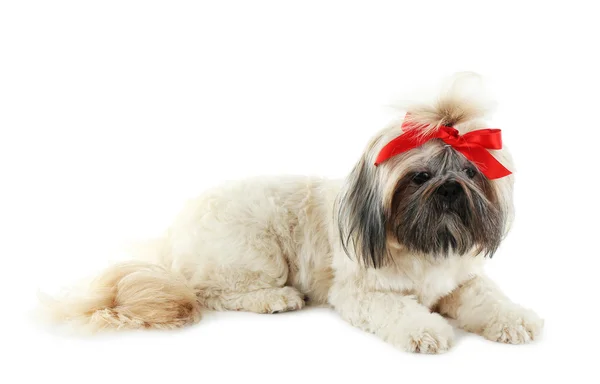 Shih Tzu bonito isolado em branco — Fotografia de Stock