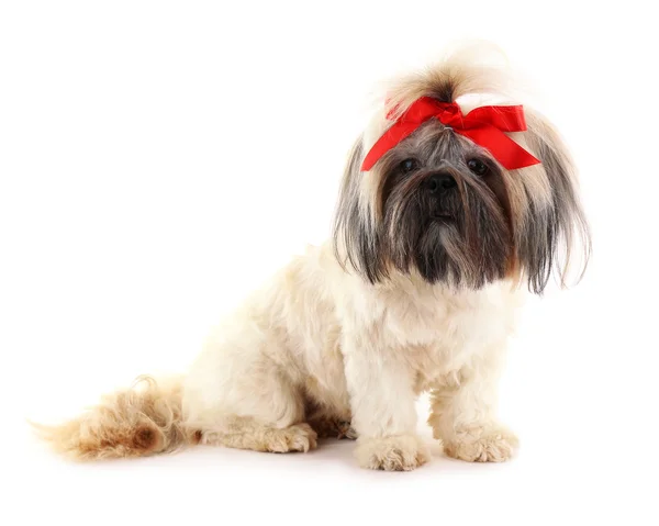 Roztomilé Shih Tzu izolované na bílém — Stock fotografie