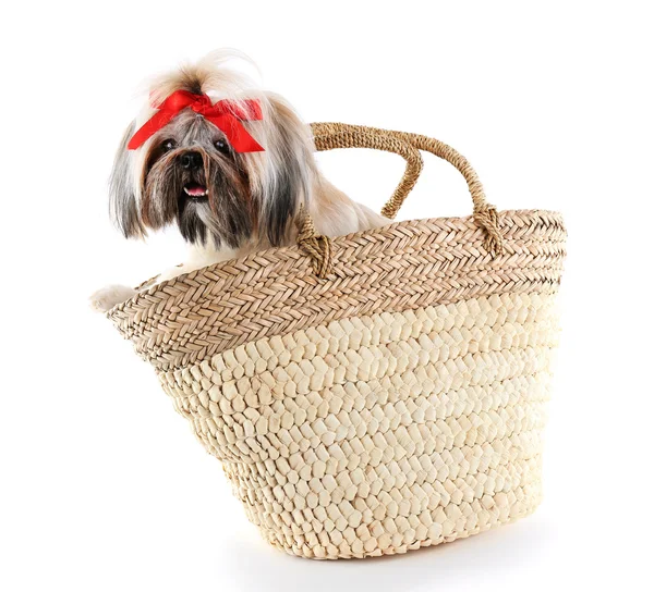 Cute Shih Tzu in wicker bag isolated on white — Stock Photo, Image