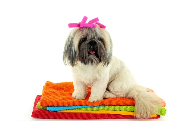 Shih Tzu bonito em toalhas coloridas — Fotografia de Stock
