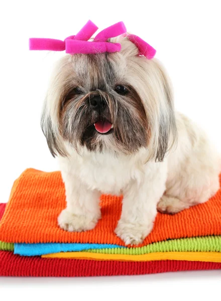 Lindo Shih Tzu en toallas de colores — Foto de Stock