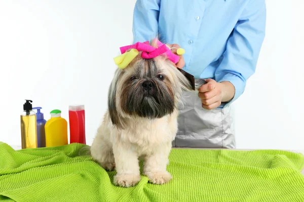 Carino Shih Tzu e parrucchiere in barbiere isolato su bianco — Foto Stock