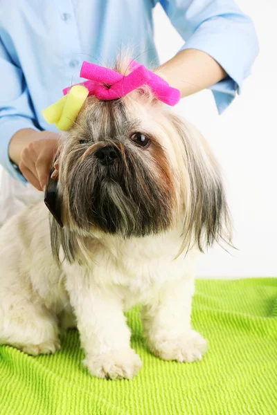 Mignon Shih Tzu et coiffeur dans le salon de coiffure, gros plan — Photo