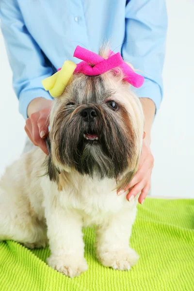 Bonito Shih Tzu e cabeleireiro na barbearia, close-up — Fotografia de Stock