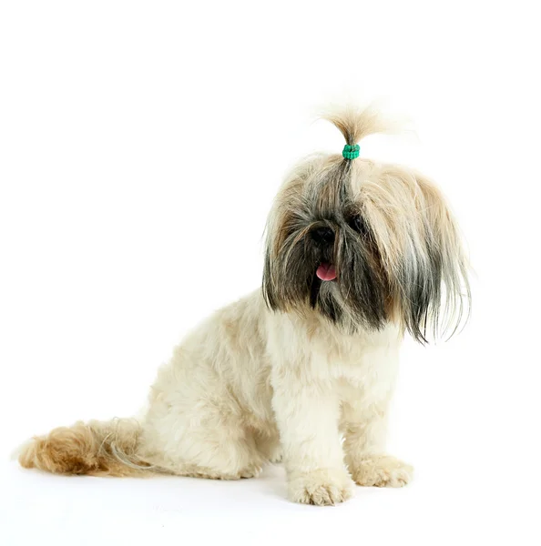 Shih Tzu bonito isolado em branco — Fotografia de Stock