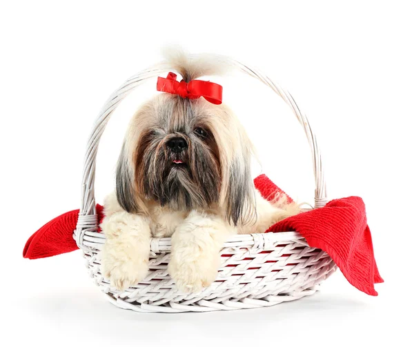 Cute Shih Tzu in wicker basket isolated on white — Stock Photo, Image