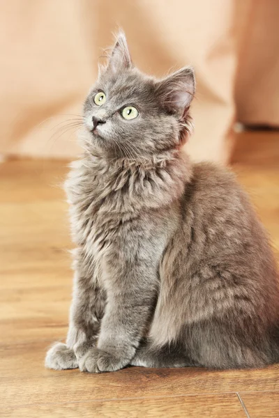 Lindo gatito gris en el suelo en casa —  Fotos de Stock