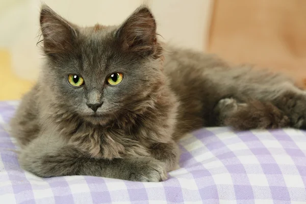 Evde yastık üzerinde şirin gri kedicik — Stok fotoğraf