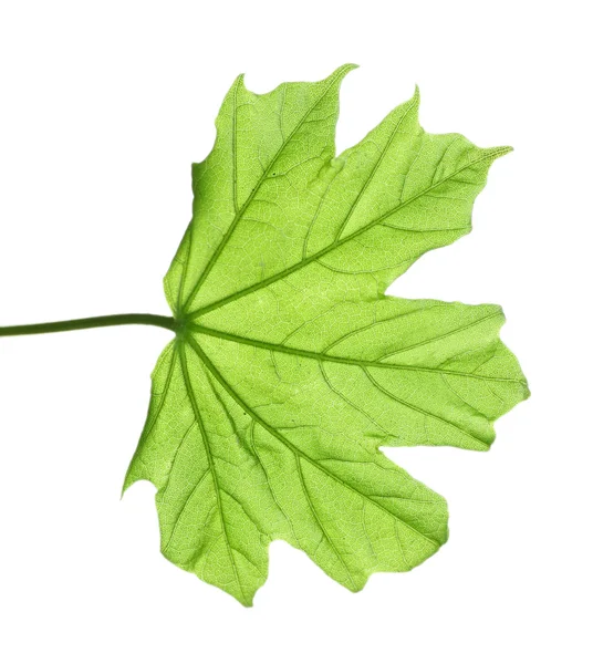 Bahar akçaağaç yaprağı, üzerinde beyaz izole — Stok fotoğraf
